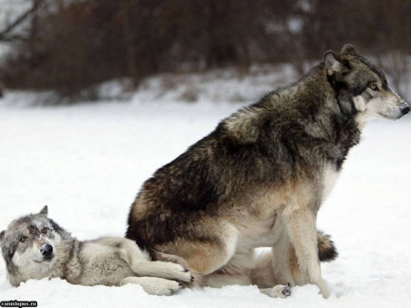 HOT SEAT - wolf, wolves, animals, seat, hot, nature, snow