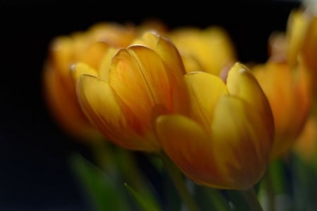 Tulips on table