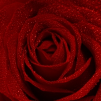 Red Open Rose