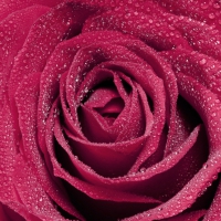 Pink Open Rose