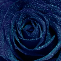 Blue Open Rose