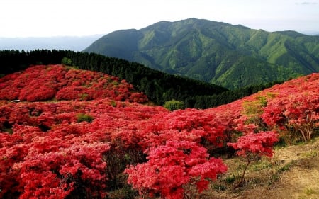 Summer Mountains - flowers, landscape, blossoms, red