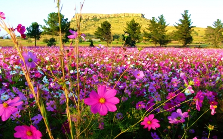 Flower Field - trees, blossoms, landscape, summer, colors, cosmea