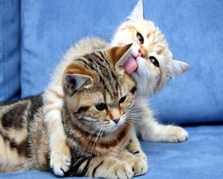 Good Friends - playful, resting, tongue, cat, kitties