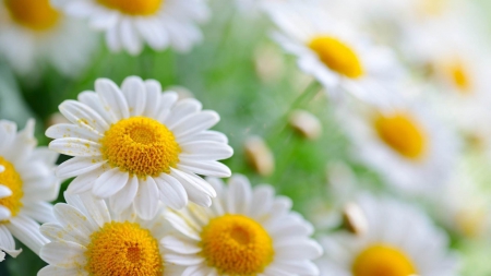 Garden of Daisies - pistils, yellow, amazing, daisy, photo, leaves, flowers, daisies, view, garden, macro, hd, nice, close-up, image, beautiful, photography, beauty, colors, cool, petals, white, botton, nature, picture, awesome, green, high definition, leaf