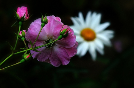 Purple Rose - flowers, rose, purple, beautiful