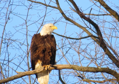 Ohio Farm Country Eagle - branches, ohio, animals, memorial day, limbs, country, nature, eagle, july 4th, holiday, patriotic, labor day, tree, birds