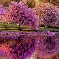 Blossomed Spring Trees Along The River