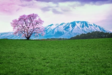 Spring Time - trees, peaceful, mountains, spring, nature, view, spring time, green, grass