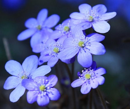 Blue sense - sense, color, flowers, blue