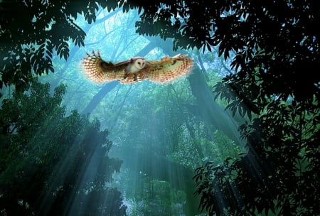 Majestic flight of an owl - owl, bird, nature, flight