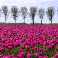 Tulips World