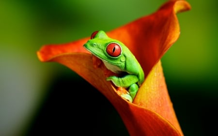 Frog Inside Orange Flower - orange, flower, inside, frogs