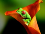 Frog Inside Orange Flower