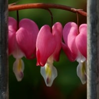 Bleeding Heart