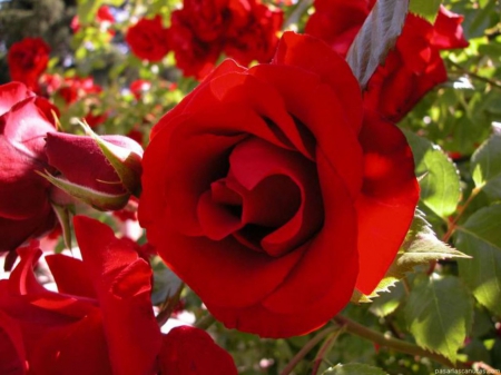 Red Roses - flowers, roses, nature, red, green, leaves