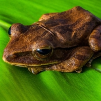 TREE FROG