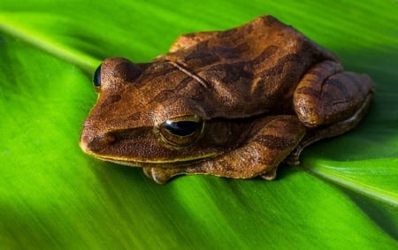 TREE FROG - ANIMAL, LEAF, TREE, FROG