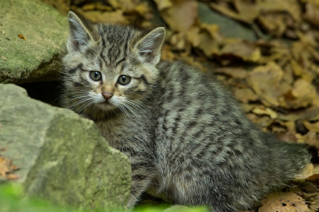 Cat - sleeping, cat face, hat, cat, kitty, animals, lovely, kitten, paws, face, pretty, cats, beautiful, cute