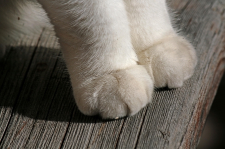 Cat - paws, face, pretty, cute, animals, beautiful, cat, sleeping, kitty, cats, kitten, hat, lovely, cat face