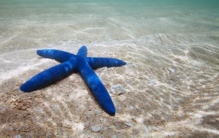 ♥Starfish♥ - starfish, underwater, sea, ocean, sand