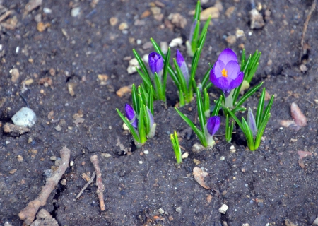 Spring Blooms April 2014-Brampton Ontario Canada 2014