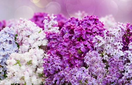 Lilacs - flowers, white, circles, purple, lilacs