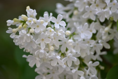 White lilac - white, flower, may, spring, lilac