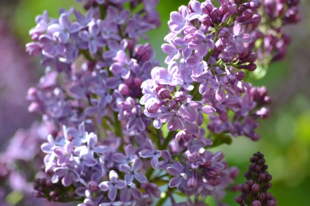 Purple lilac - flower, purple, may, spring, lilac