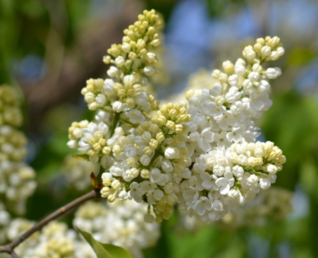 White lilac - white, may, lilac, flower, spring