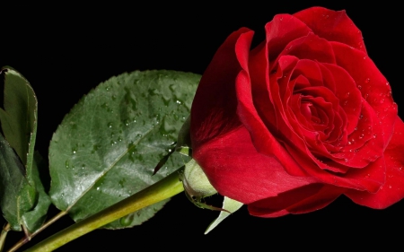 Red Rose - blossom, flower, leave, color