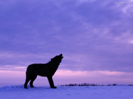 Howling Wolf - snow, winter, nature, predator