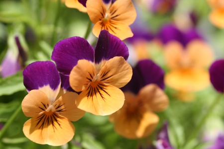 pansies beautiful - flowers, lovely, beautiful, pansies