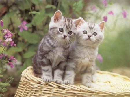 2 cute kitties looking at something - kitties, adorable, cute, small