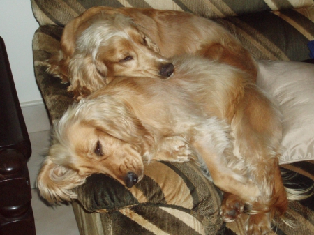 It's a dog's life!!! - sleeping, love, siblings, cocker spaniel