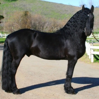 Ebony stallion