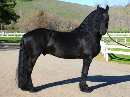 Ebony stallion - black, beauty, stallion, horse