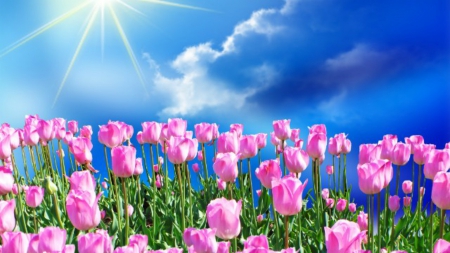 ~*~ Spring ~*~ - flowers, blue sky, spring, pink flowers