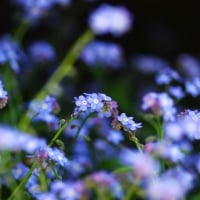 Blue Flowers