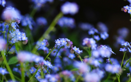 Blue Flowers - flowers, blue flower, blue flowers, nature, blue, flower