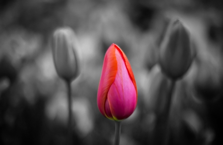 Tulips - flower, tulips, flowers, tulip, nature