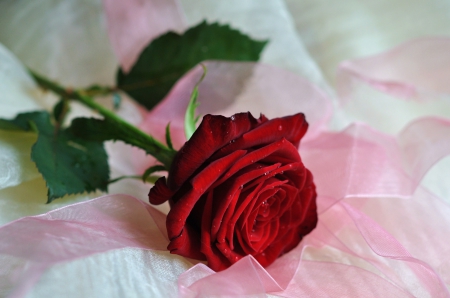 Perfect Rose - white, red, pink, still life, rose, drops, flower