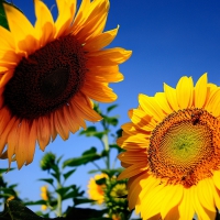 Sunflowers in the Sun