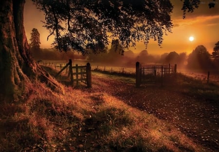 Morning Mist - sky, fence, landscape, clouds, sun, tree, path