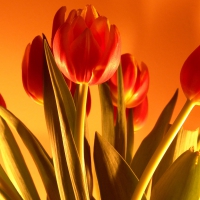 Red Tulips