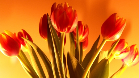 Red Tulips - Tulips, Red, Nature, Flowers