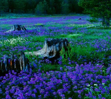 Night carpet - flowers, forest, purple, green