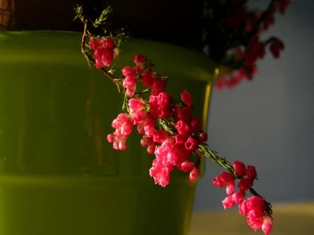 Dangling - red, dngling, pot, flowers, green