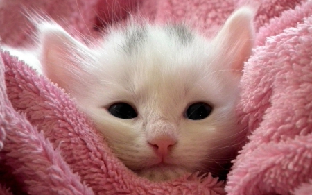 cute - cat, animals, pink, kitty