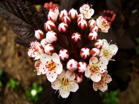 Summer Eye Candy - ground, flowers, plant, summer